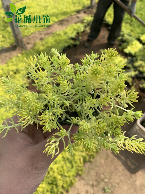 金葉佛甲草